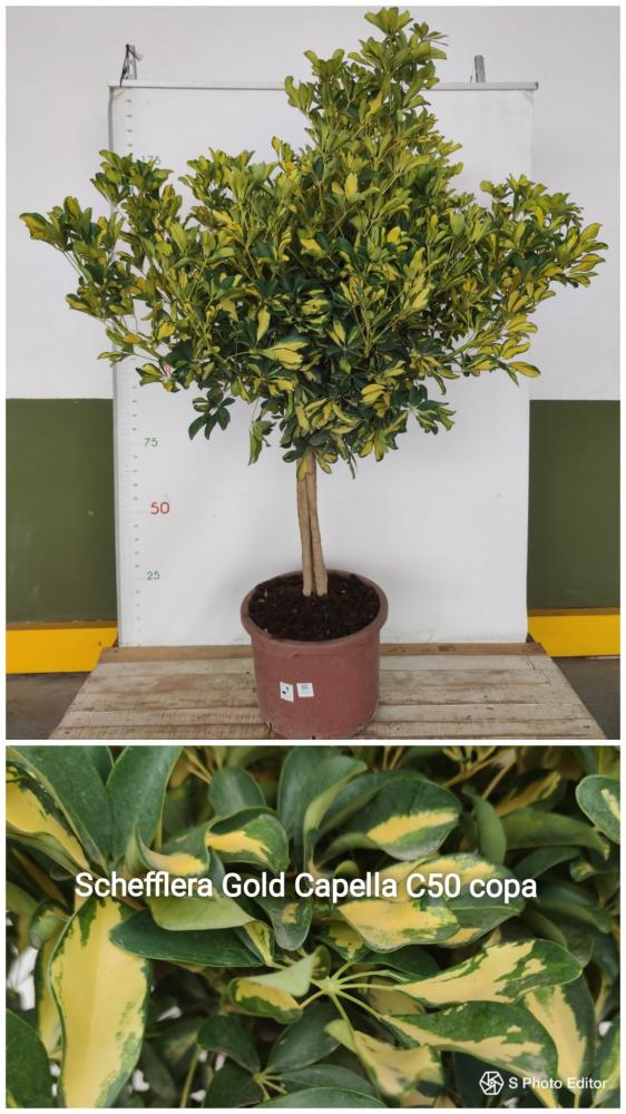 Schefflera copa