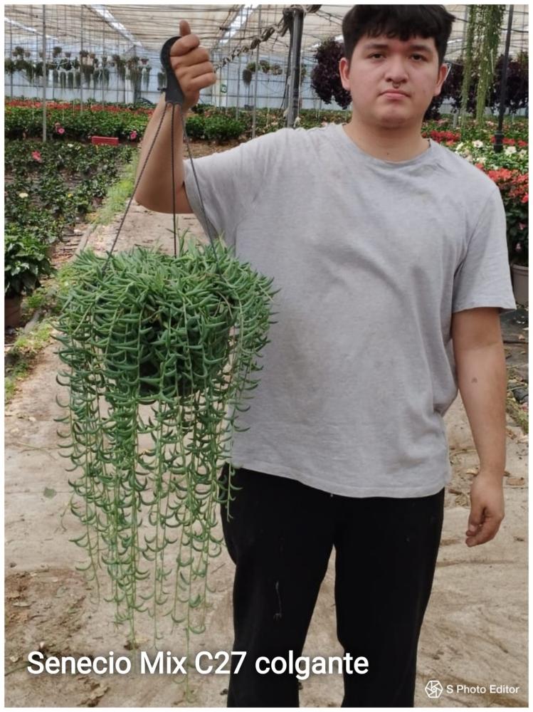Senecio mix