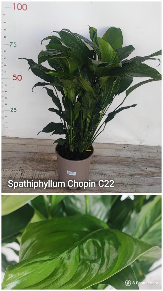 Spathiphyllum chopin