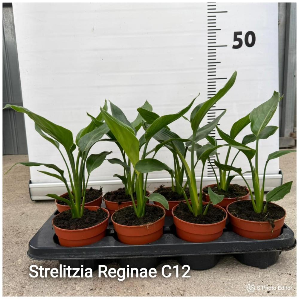 Strelitzia regina
