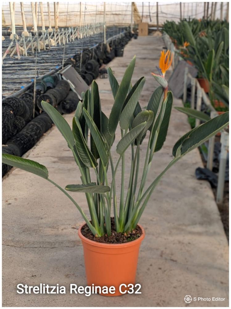Strelitzia reginaec32-3pl