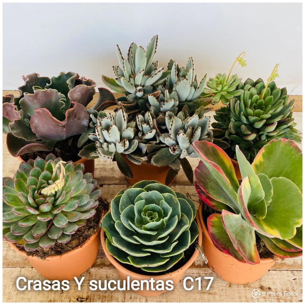 Succulent mix