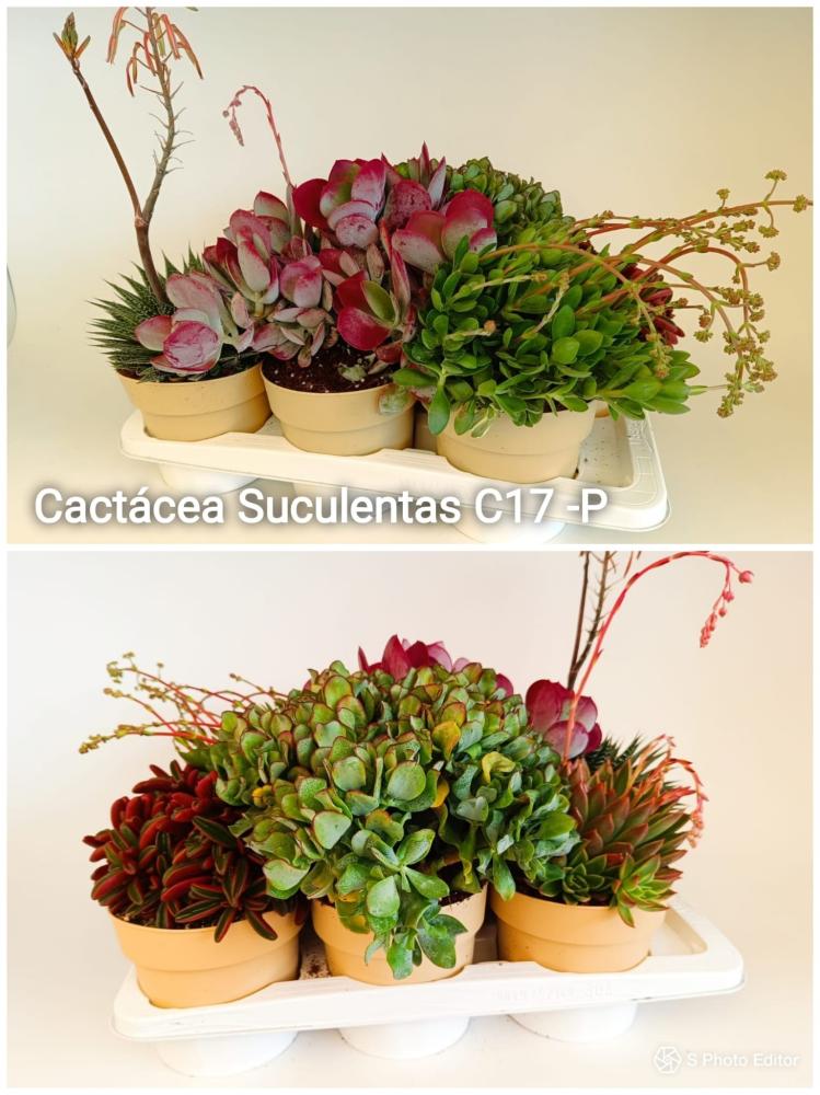 Cactacea suculenta c17-p