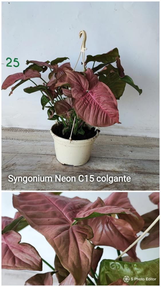 Syngonium neon