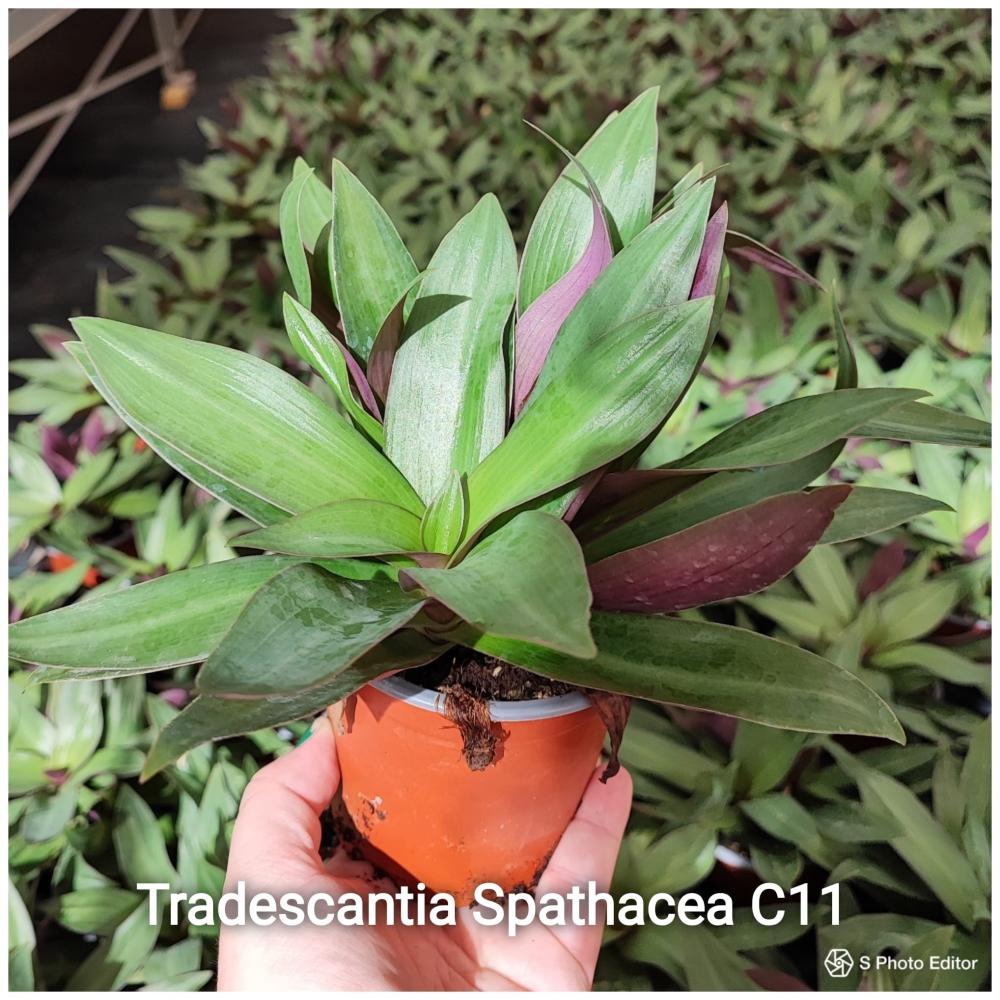 Tradescantia spathacea