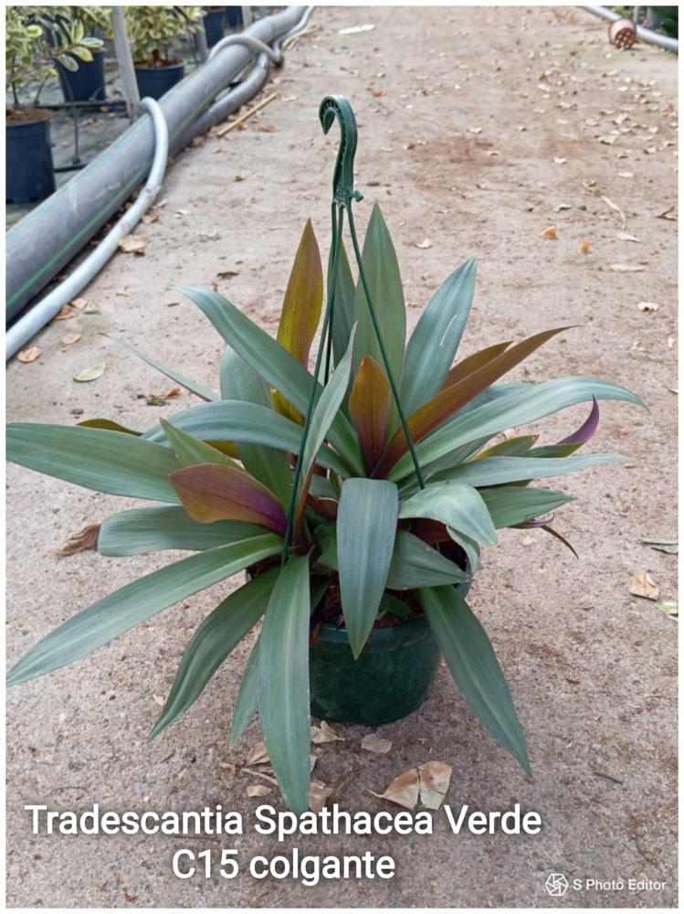 Tradescantia spathacea verde