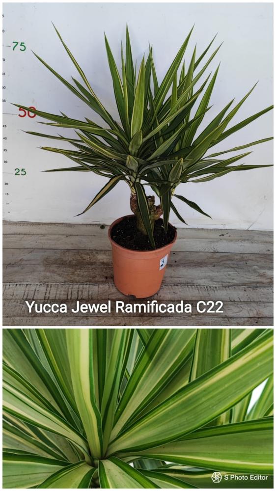 Yucca jewel ramificada