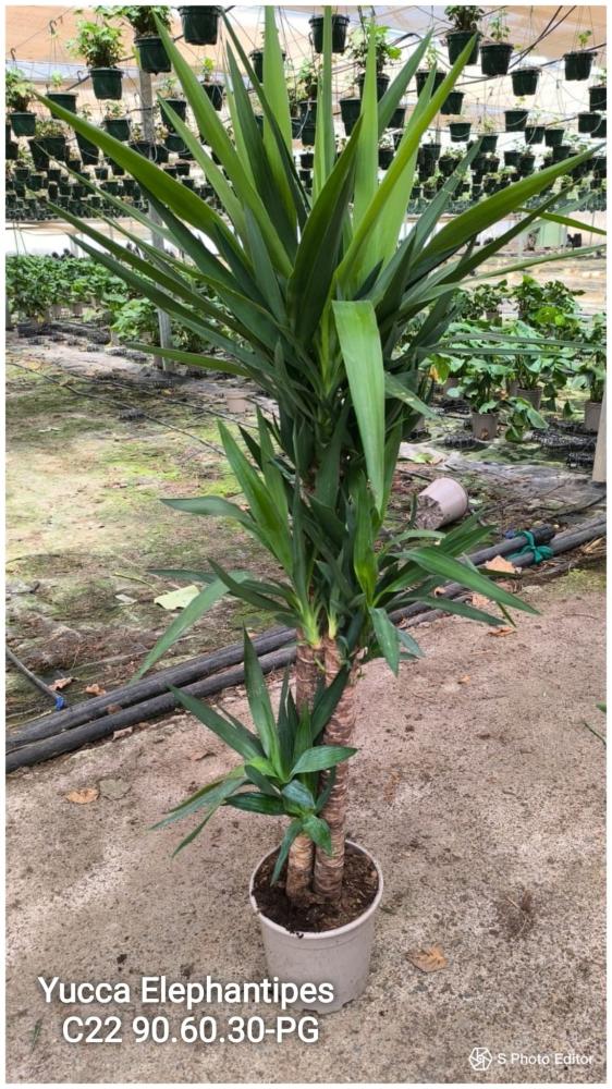 Yucca elephantipes