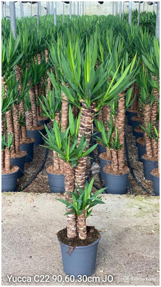 Yucca