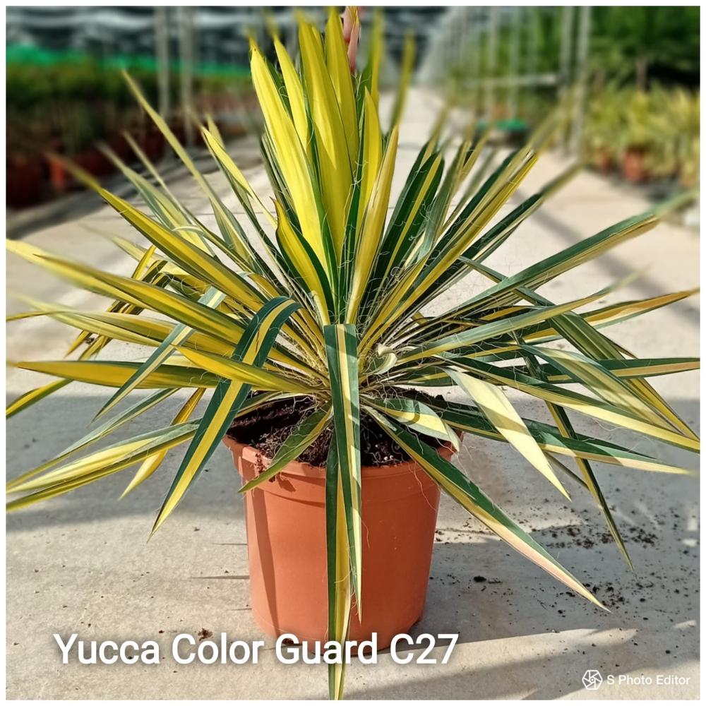 Yucca color guard c27-p