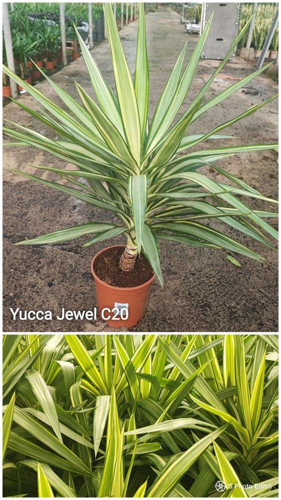 Yucca jewel