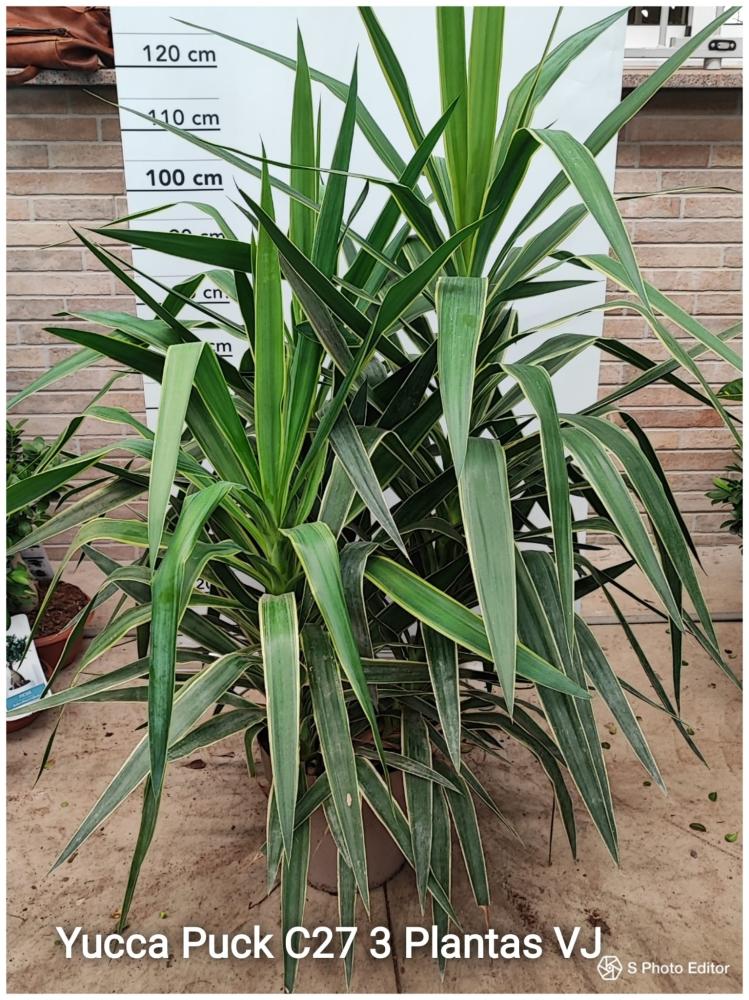 Yucca puck grupo c32-vj