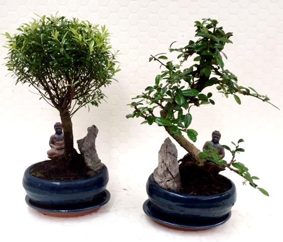 bonsai