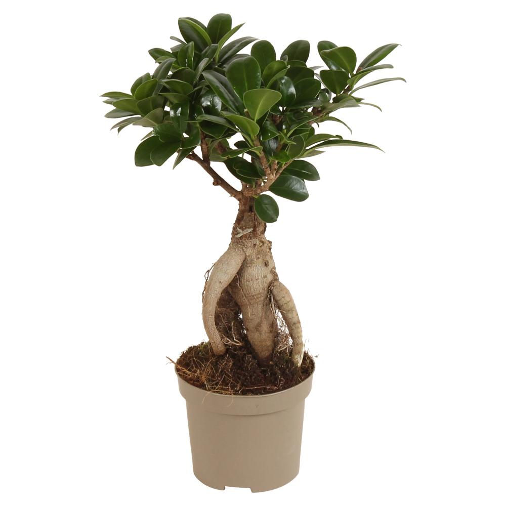 Ficus