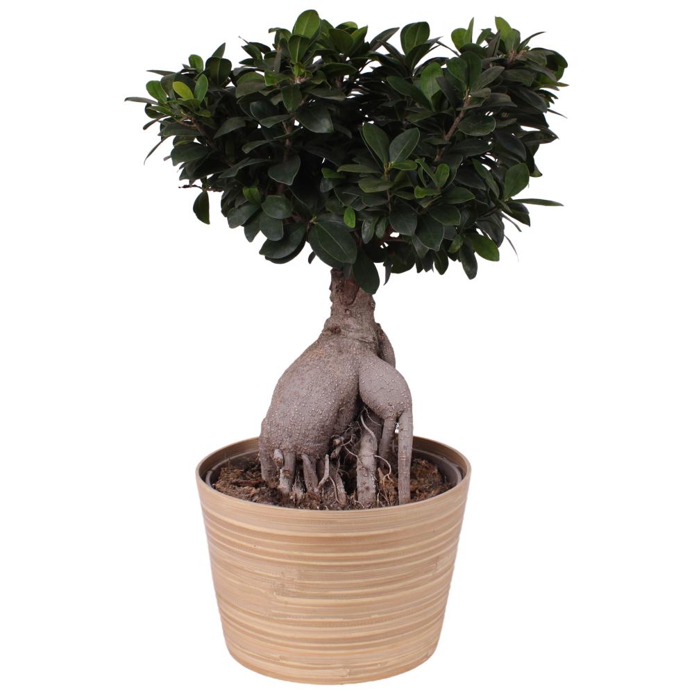 Ficus ginseng