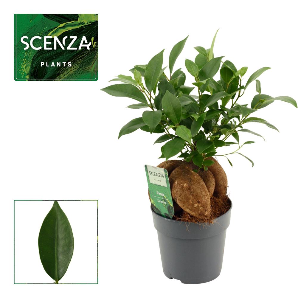 ficus ginseng