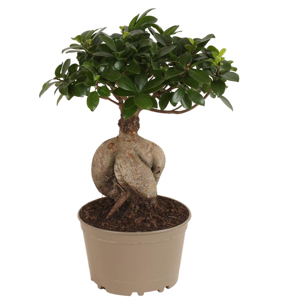 Ficus ginseng