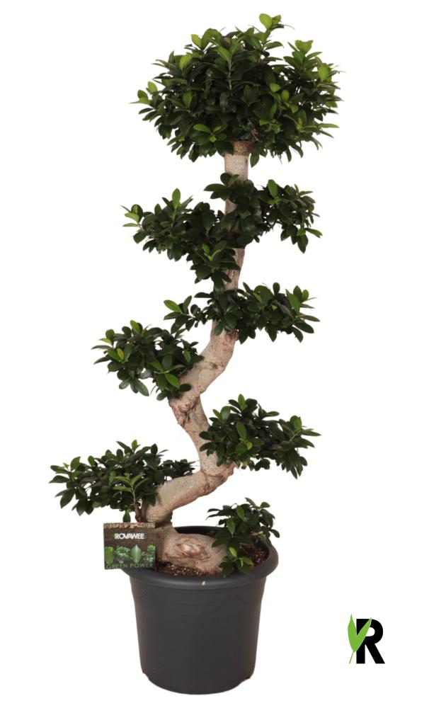 Ficus ginseng