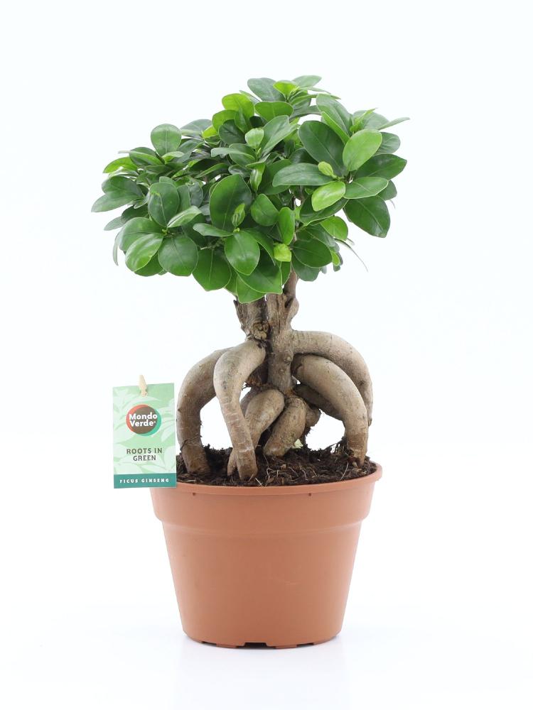 Ficus ginseng