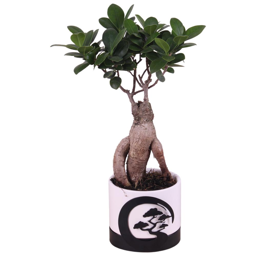 Ficus ginseng