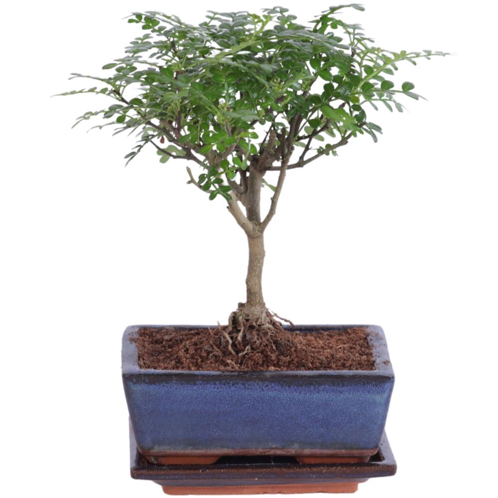 Bonsai