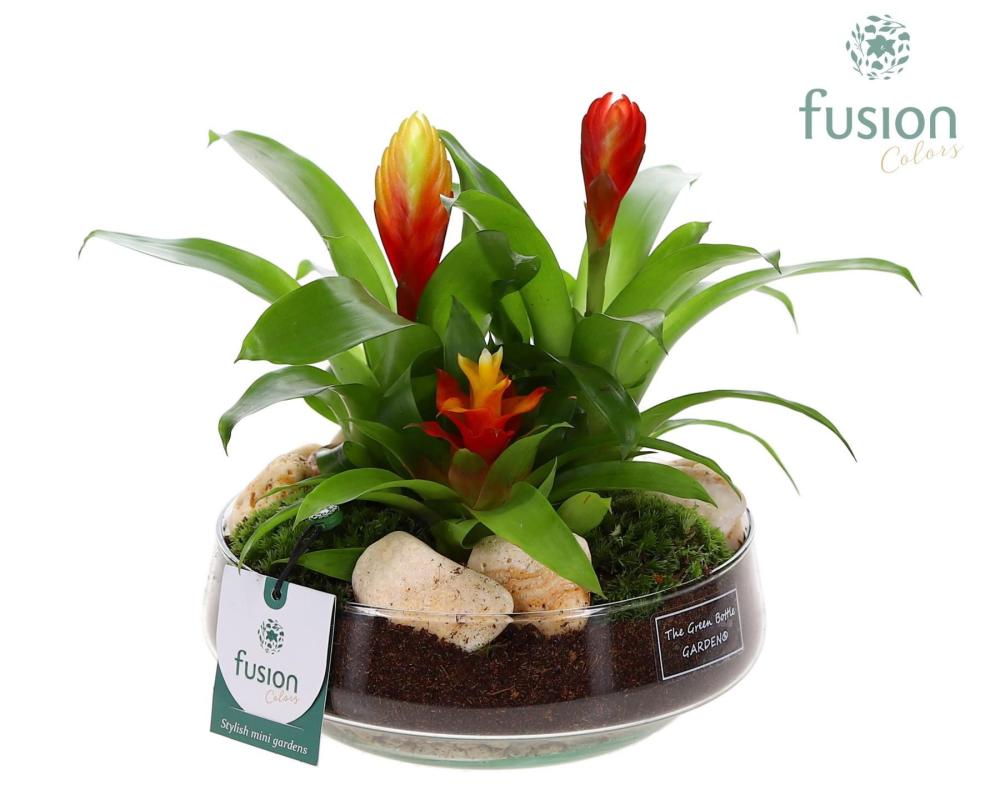 Bromeliacea mix