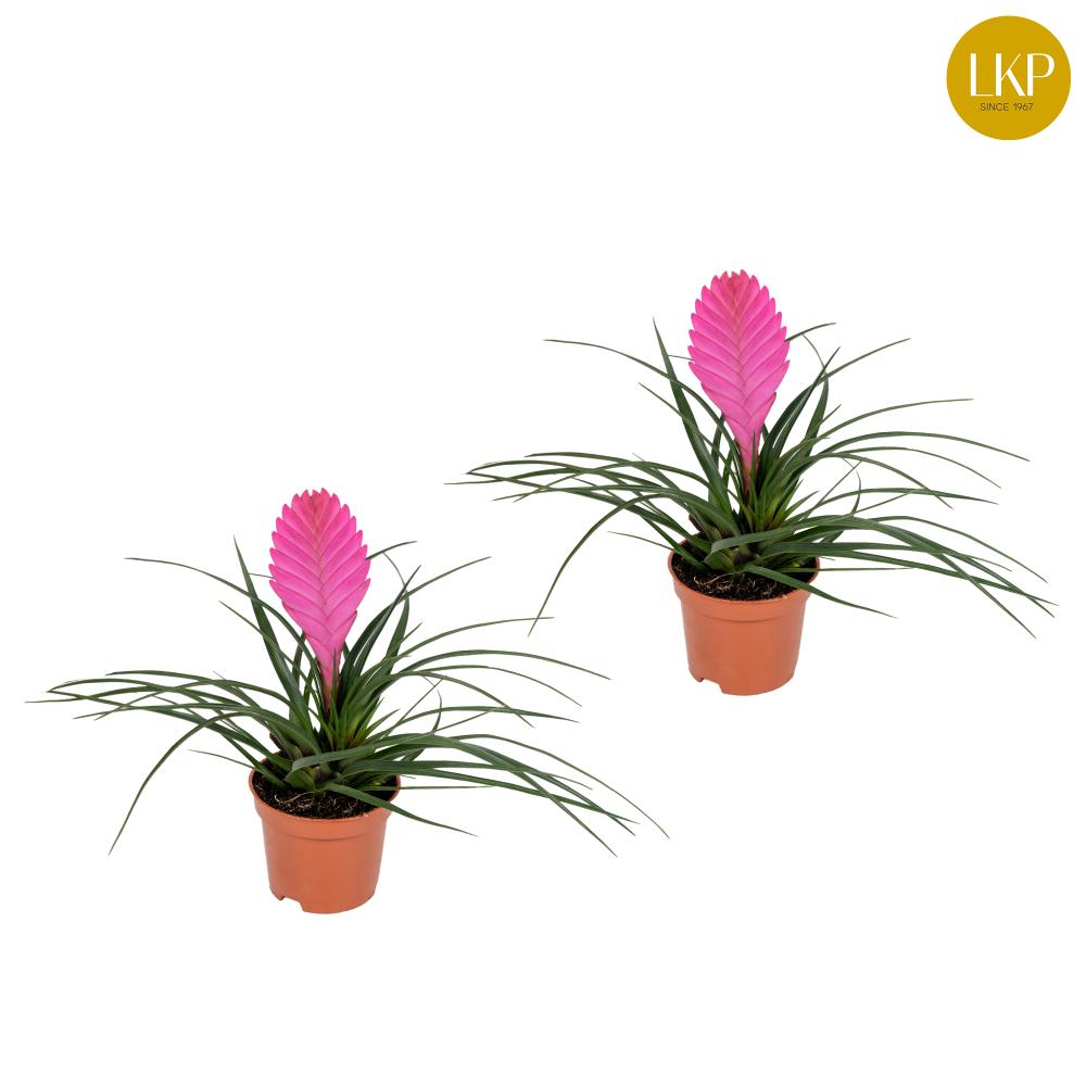 Tillandia