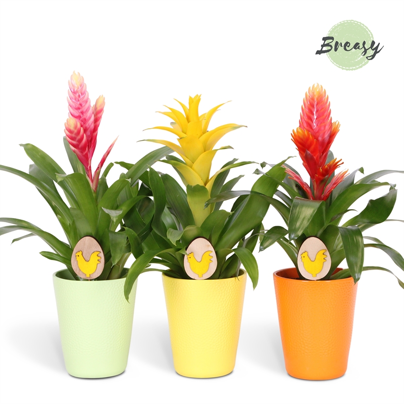 Bromelia