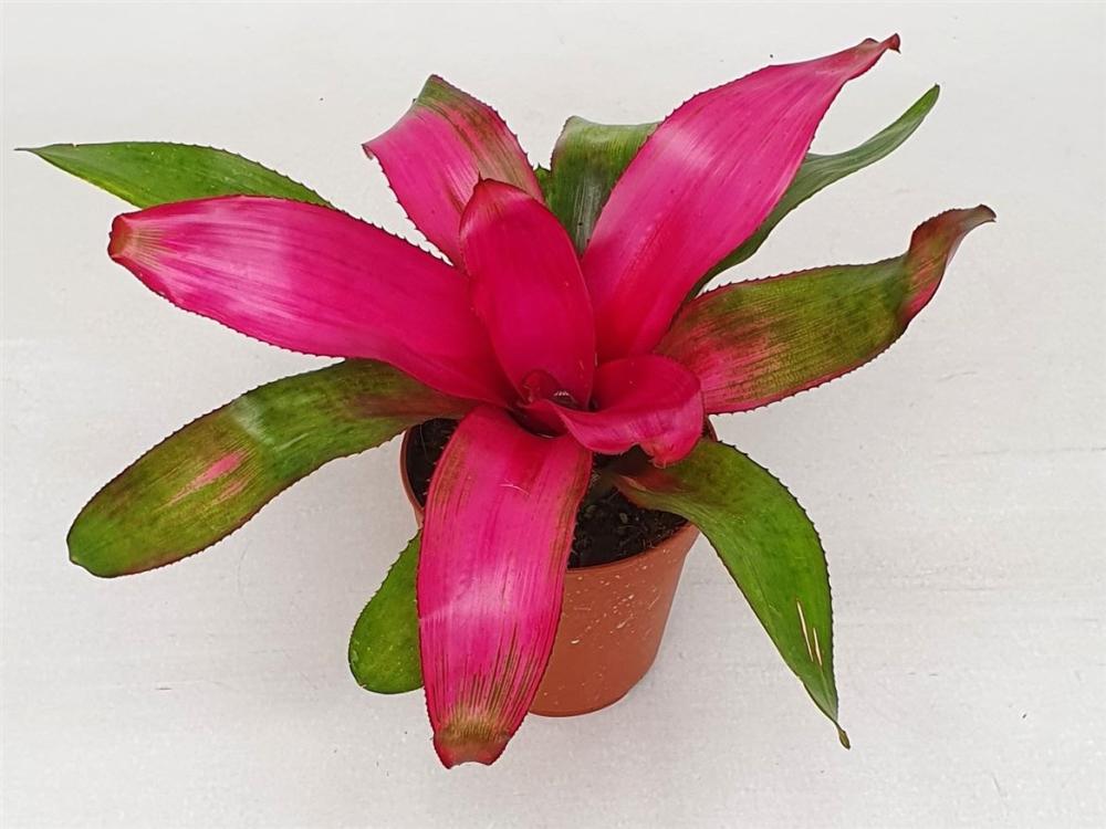 Neoregelia