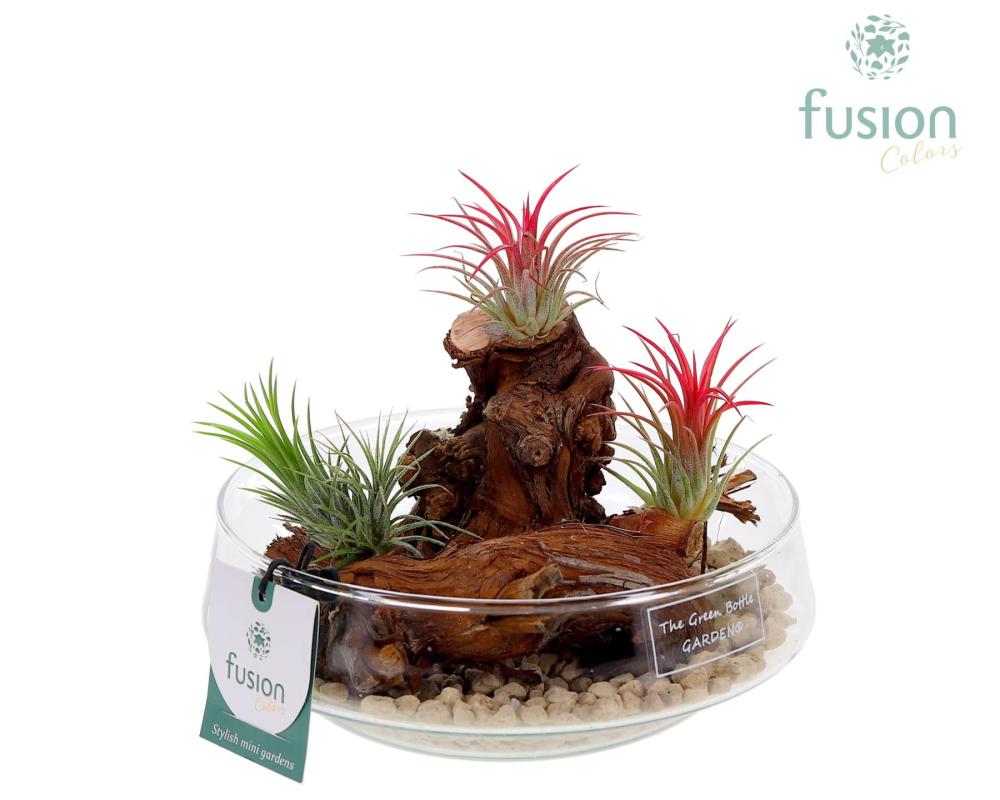 Tillandsia