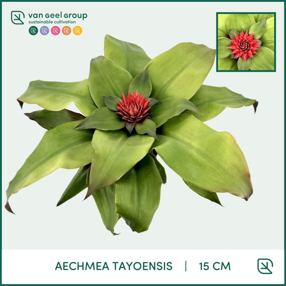 Aechmea