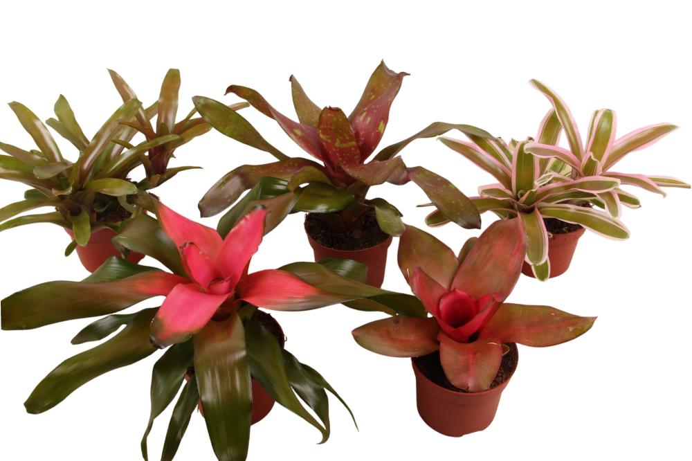 Neoregelia
