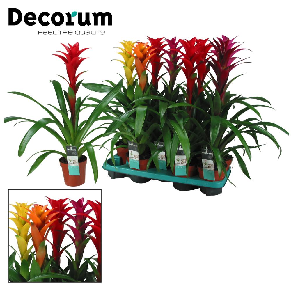 guzmania