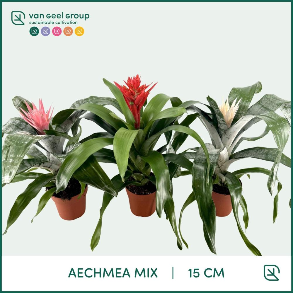 Aechmea