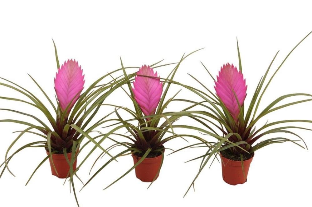 Tillandsia cyanea