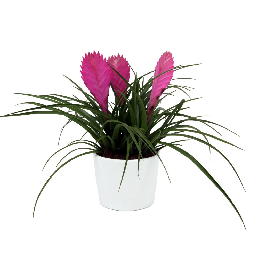 Tillandsia cyanea
