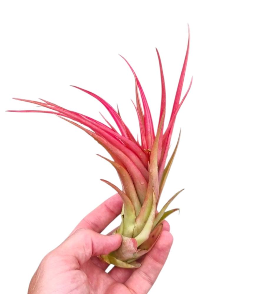 Tillandsia