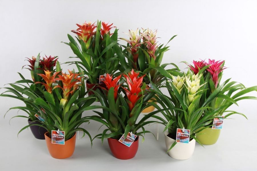 Guzmania