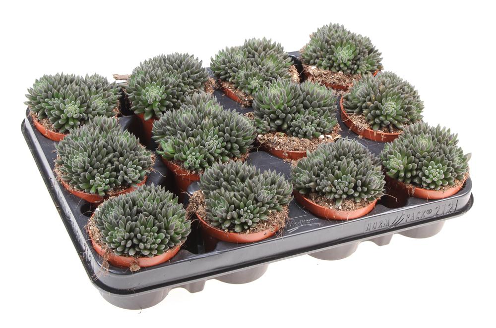 Sinocrassula