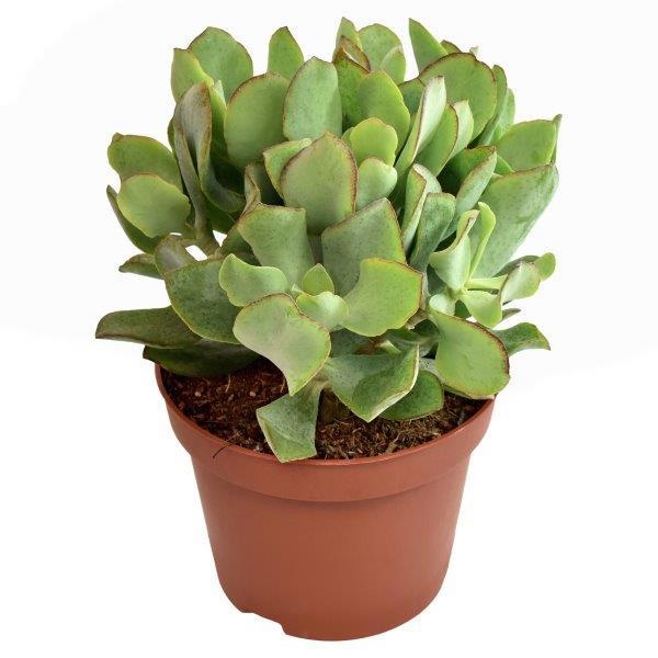 crassula