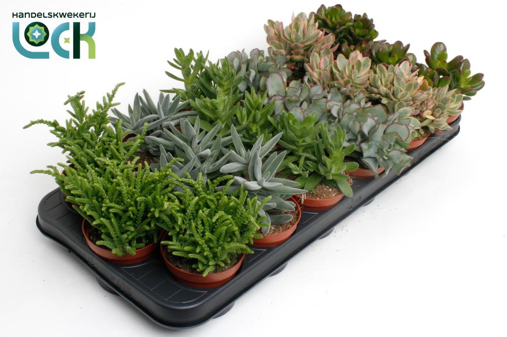 crassula
