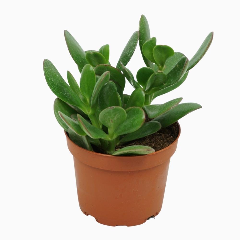 crassula