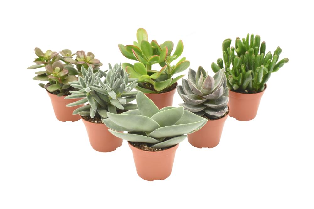 crassula