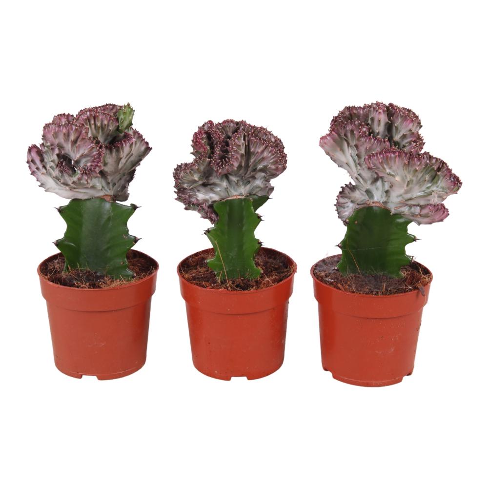 euphorbia