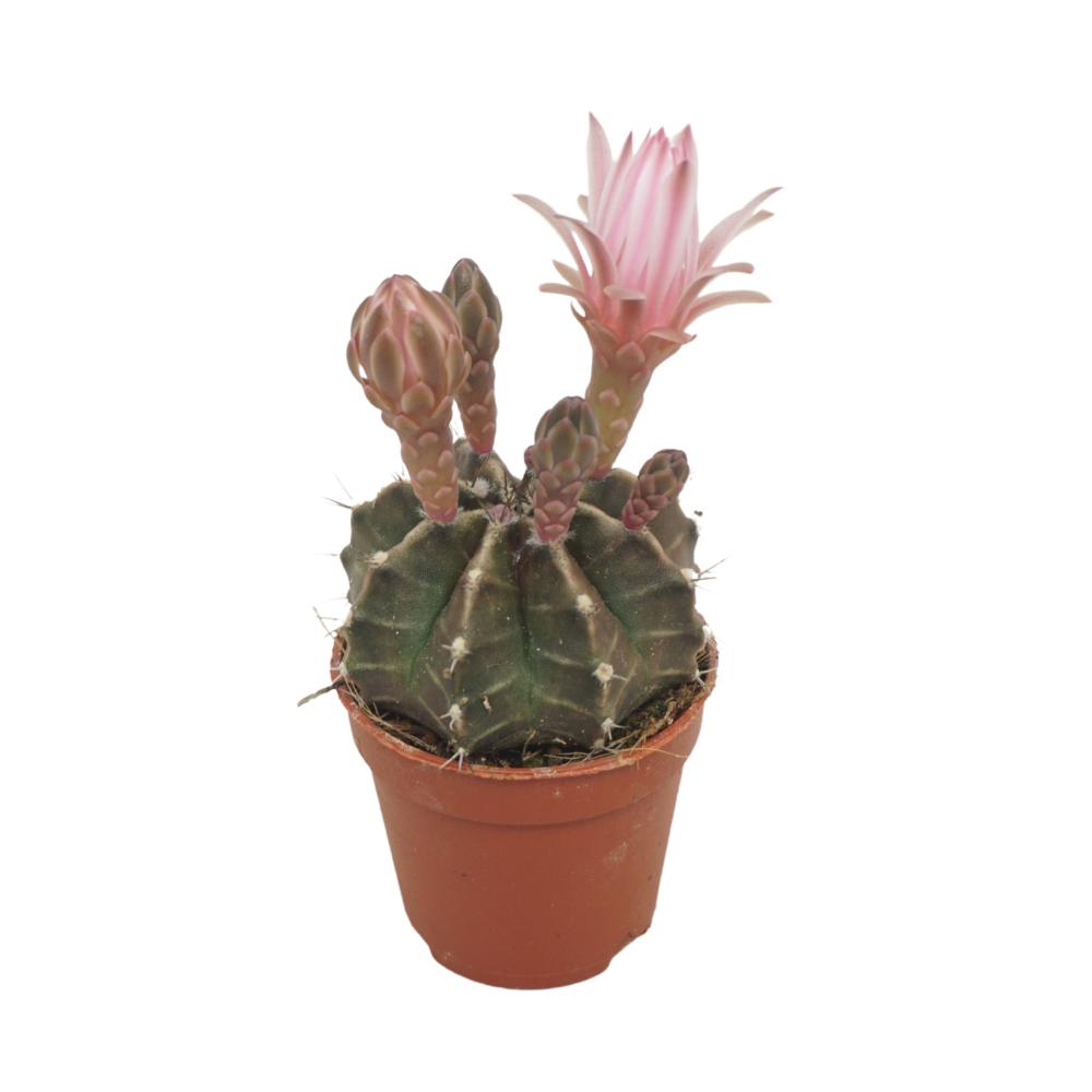 gymnocalycium