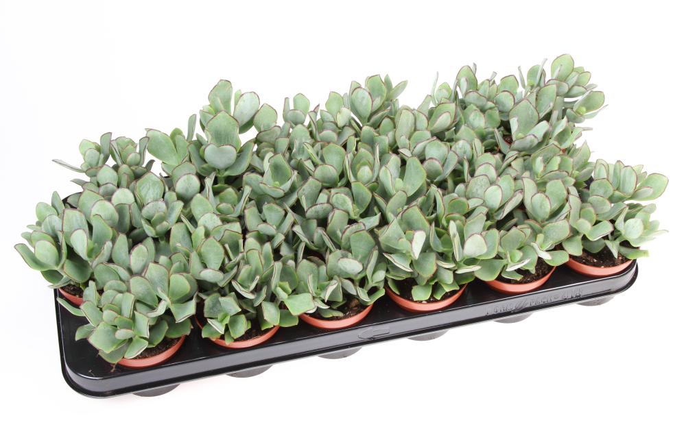 crassula