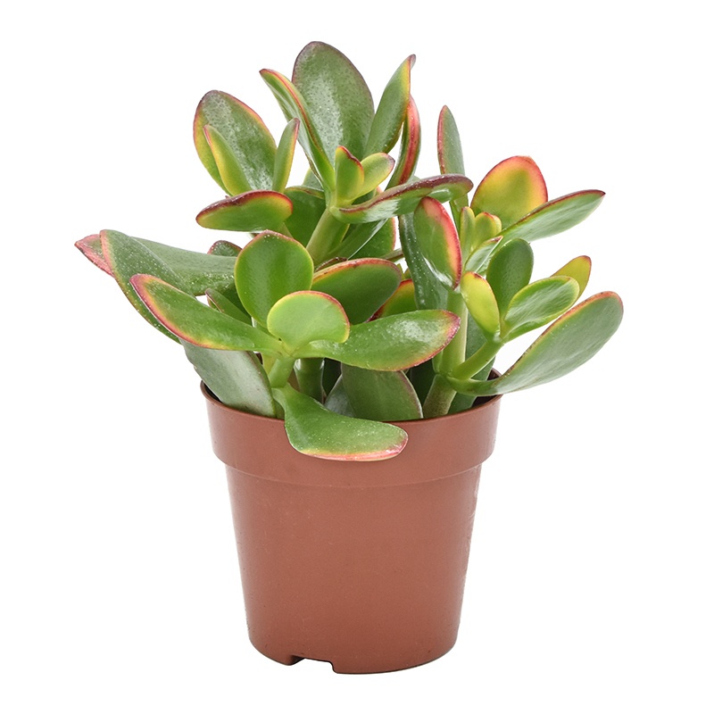 crassula