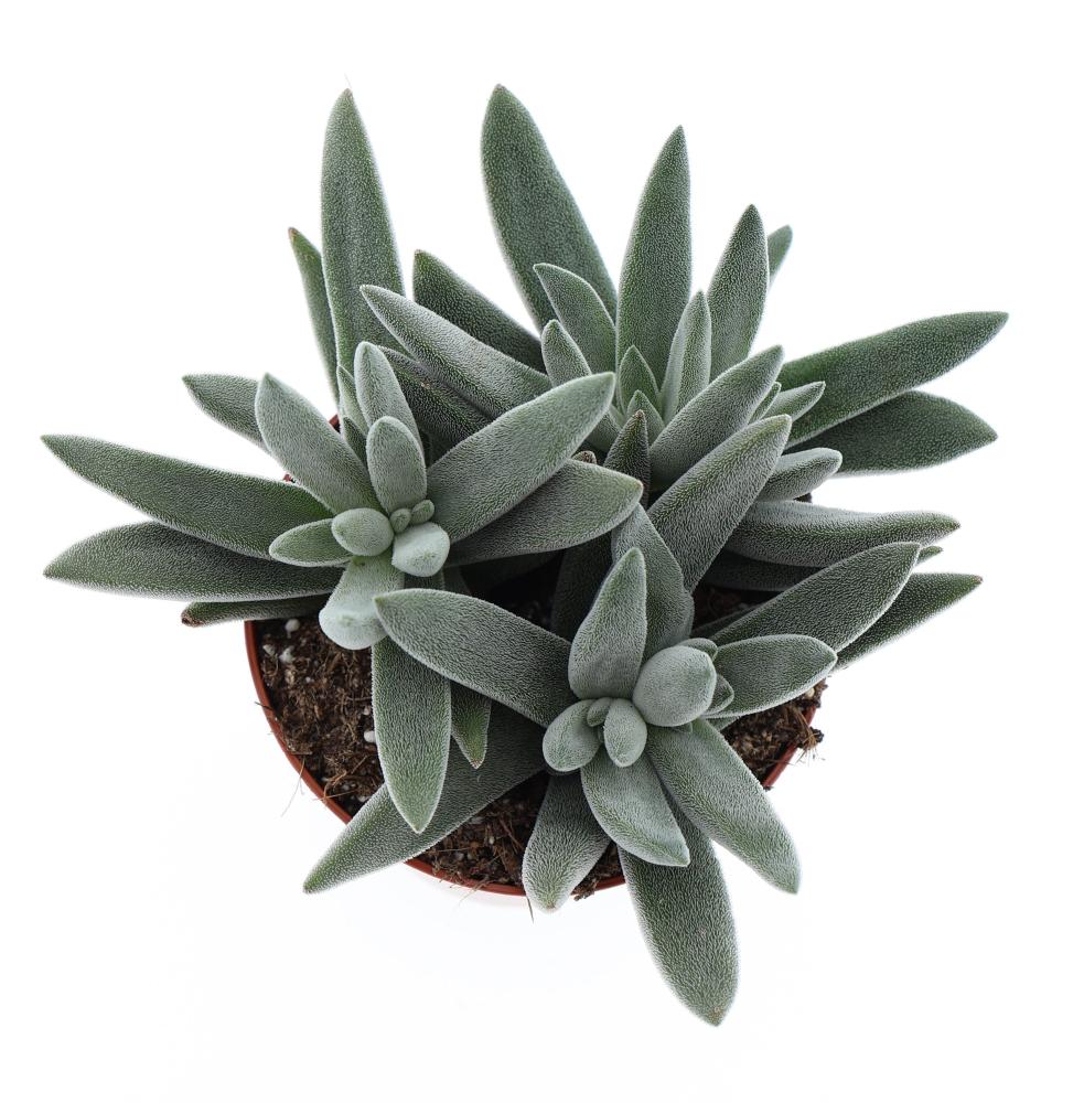 crassula