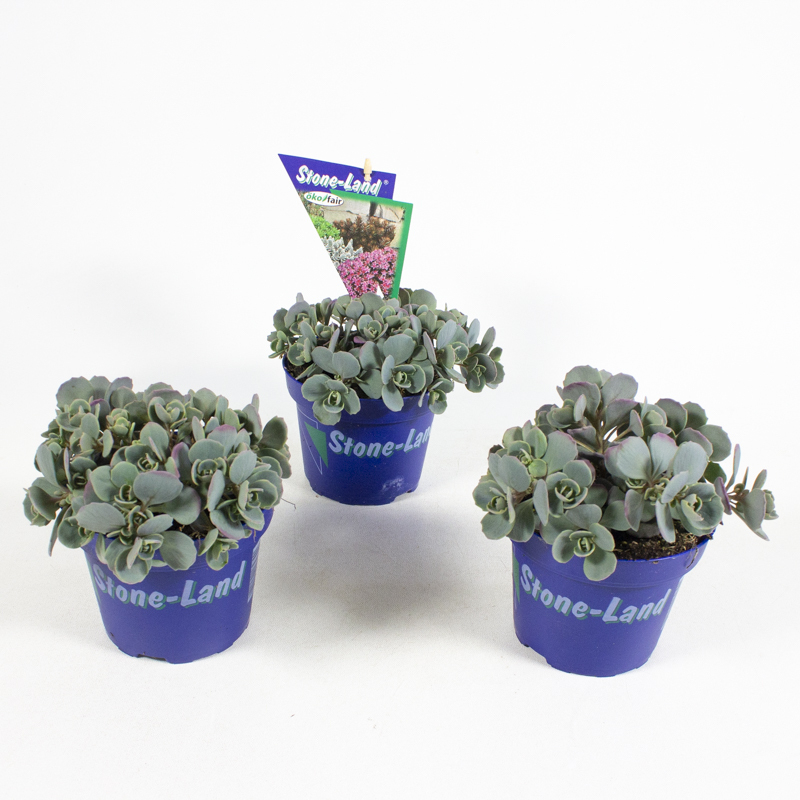 Sedum cauticolum
