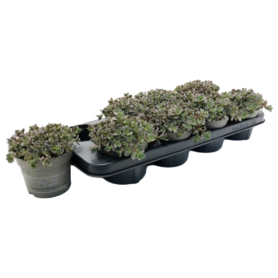 Sedum cyaneum sachalin